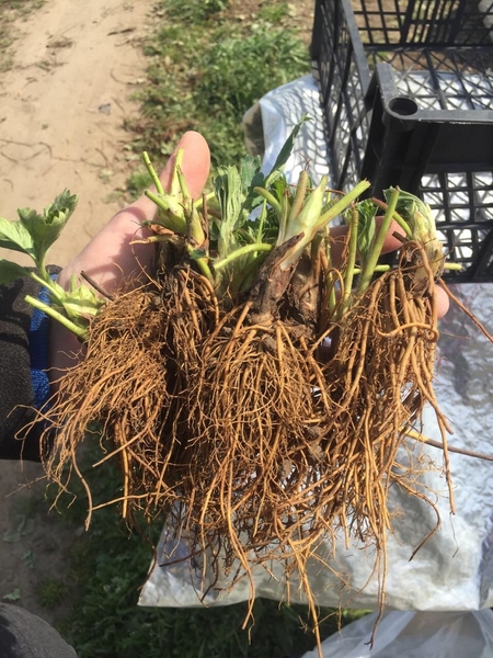 Продам саженец Клубники Фриго сорта Альбион Альба Мурано Кабрило Клери Хоней  - <ro>Изображение</ro><ru>Изображение</ru> #4, <ru>Объявление</ru> #1702177