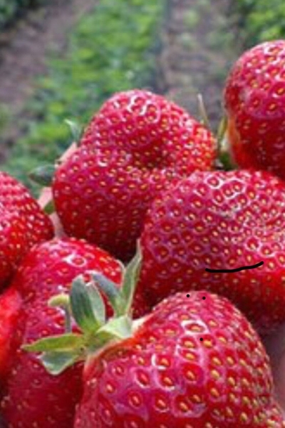 Продам саженец Клубники Фриго сорта Альбион Альба Мурано Кабрило Клери Хоней  - <ro>Изображение</ro><ru>Изображение</ru> #5, <ru>Объявление</ru> #1702177