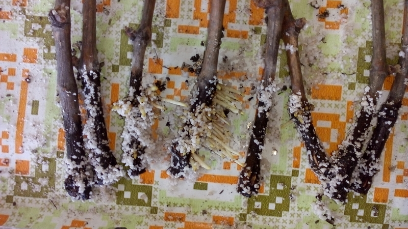 Саженцы винограда различные сорта 2021 г - <ro>Изображение</ro><ru>Изображение</ru> #3, <ru>Объявление</ru> #1707960