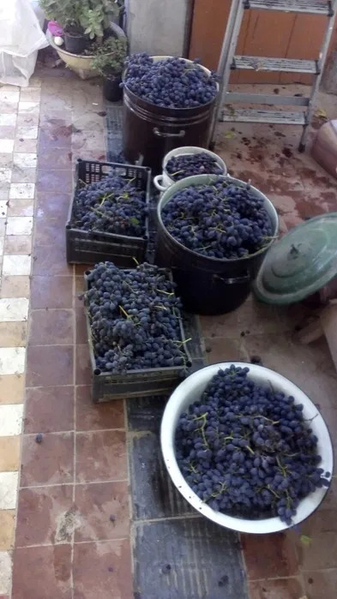 Саженцы винограда различные сорта 2021 г - <ro>Изображение</ro><ru>Изображение</ru> #4, <ru>Объявление</ru> #1707960