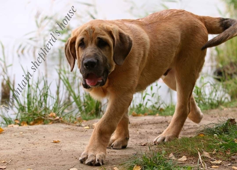 Породистые щенки Испанского мастифа с документами КСУ FCI. - <ro>Изображение</ro><ru>Изображение</ru> #3, <ru>Объявление</ru> #1716476