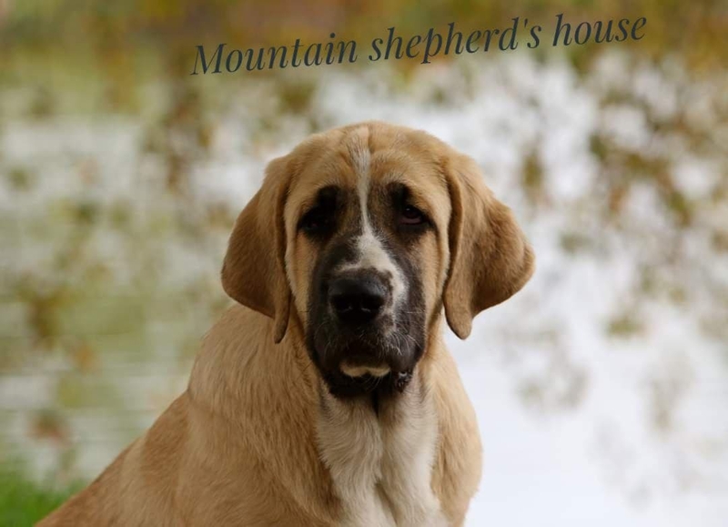 Породистые щенки Испанского мастифа с документами КСУ FCI. - <ro>Изображение</ro><ru>Изображение</ru> #4, <ru>Объявление</ru> #1716476