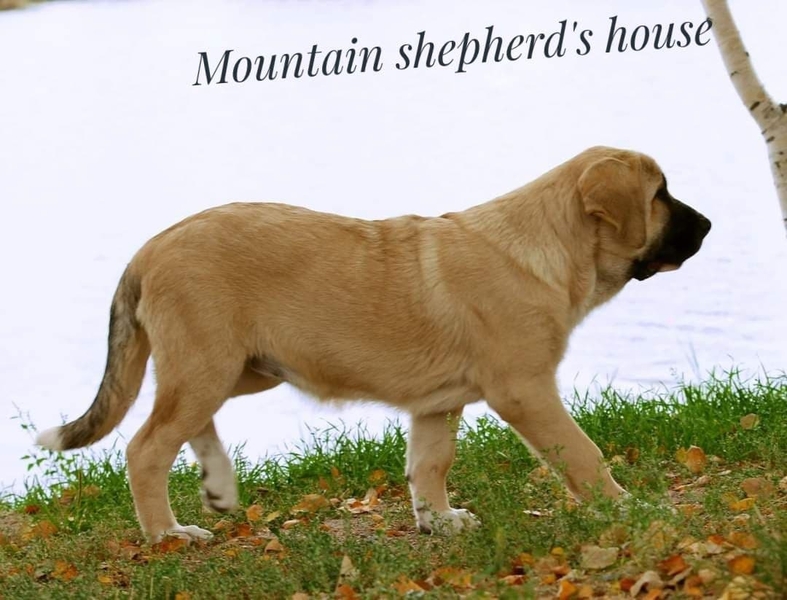 Породистые щенки Испанского мастифа с документами КСУ FCI. - <ro>Изображение</ro><ru>Изображение</ru> #5, <ru>Объявление</ru> #1716476