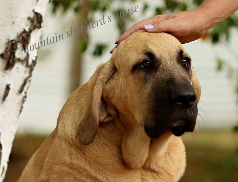 Породистые щенки Испанского мастифа с документами КСУ FCI. - <ro>Изображение</ro><ru>Изображение</ru> #6, <ru>Объявление</ru> #1716476