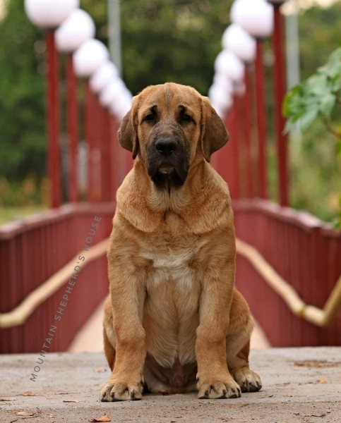 Породистые щенки Испанского мастифа с документами КСУ FCI. - <ro>Изображение</ro><ru>Изображение</ru> #8, <ru>Объявление</ru> #1716476