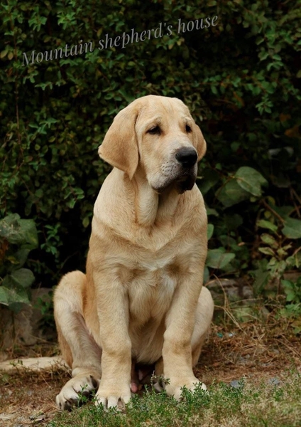 Породистые щенки Испанского мастифа с документами КСУ FCI. - <ro>Изображение</ro><ru>Изображение</ru> #7, <ru>Объявление</ru> #1716476