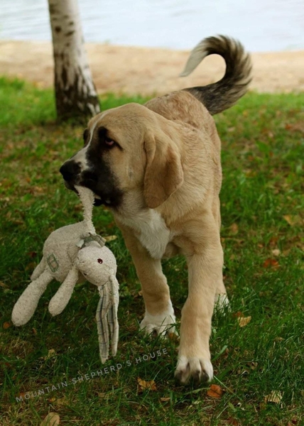 Породистые щенки Испанского мастифа с документами КСУ FCI. - <ro>Изображение</ro><ru>Изображение</ru> #9, <ru>Объявление</ru> #1716476