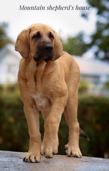 Породистые щенки Испанского мастифа с документами КСУ FCI. - <ro>Изображение</ro><ru>Изображение</ru> #10, <ru>Объявление</ru> #1716476